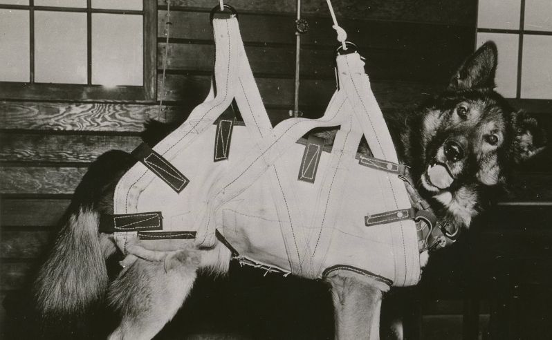 a dog in a parachute harness